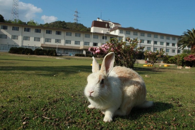 Seto Inland Sea views from Okunoshima